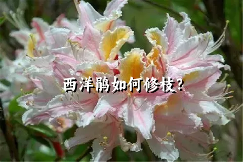 西洋鹃如何修枝？