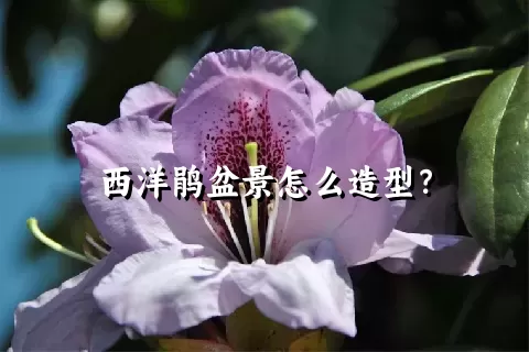 西洋鹃盆景怎么造型？