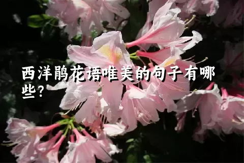 西洋鹃花语唯美的句子有哪些？