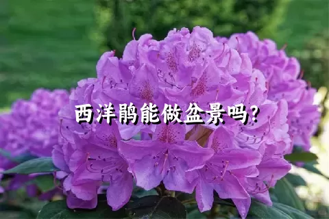 西洋鹃能做盆景吗？