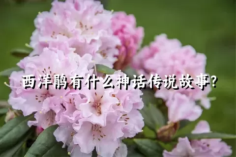 西洋鹃有什么神话传说故事？