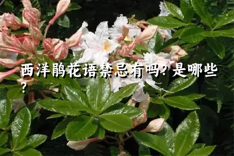 西洋鹃花语禁忌有吗？是哪些？