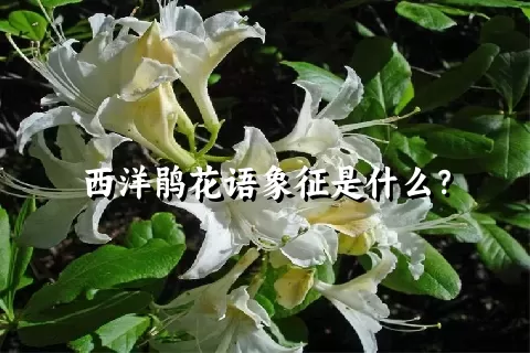 西洋鹃花语象征是什么？