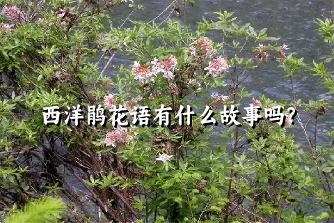 西洋鹃花语有什么故事吗？