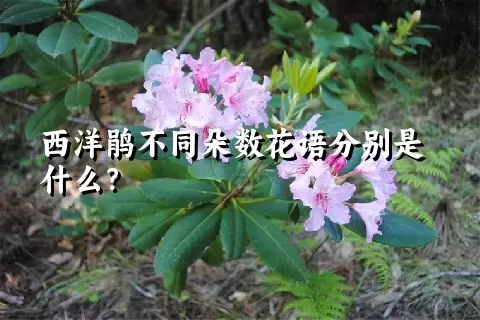 西洋鹃不同朵数花语分别是什么？