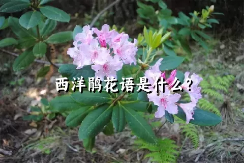 西洋鹃花语是什么？