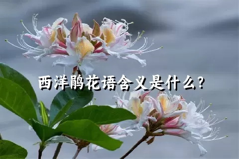 西洋鹃花语含义是什么？