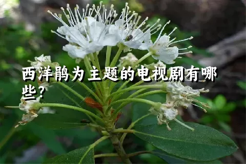 西洋鹃为主题的电视剧有哪些？