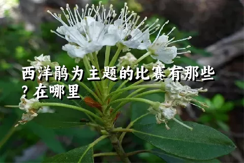 西洋鹃为主题的比赛有那些？在哪里