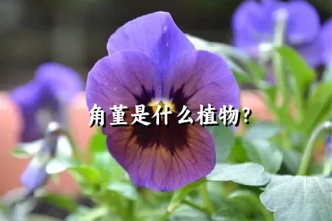 角堇是什么植物？