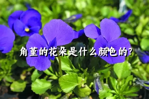 角堇的花朵是什么颜色的？