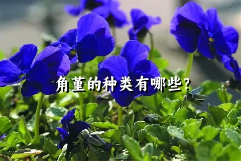 角堇的种类有哪些？