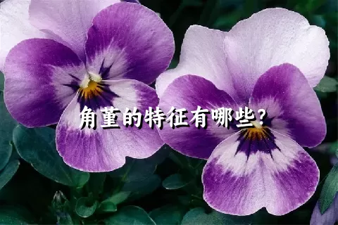 角堇的特征有哪些？