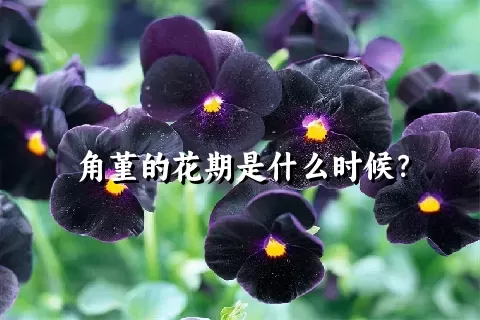 角堇的花期是什么时候？