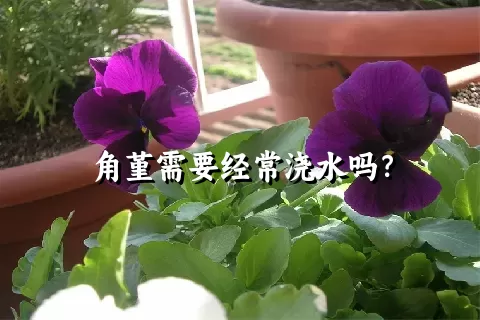 角堇需要经常浇水吗？