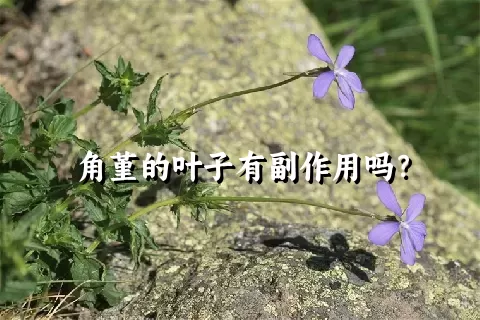 角堇的叶子有副作用吗？