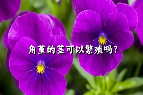 角堇的茎可以繁殖吗？