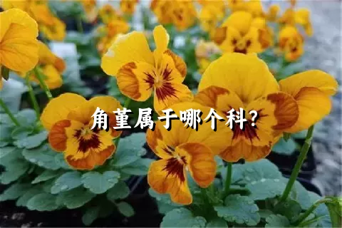 角堇属于哪个科？