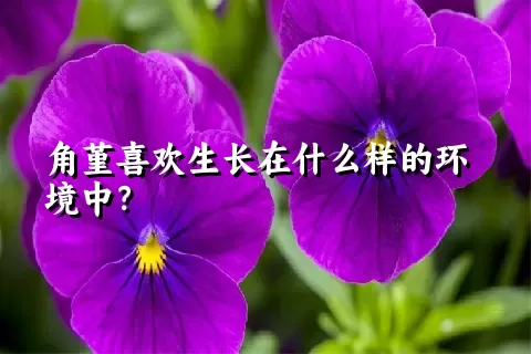 角堇喜欢生长在什么样的环境中？