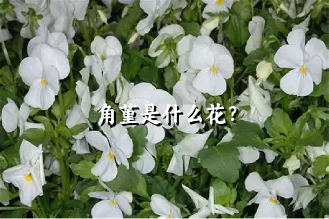 角堇是什么花？