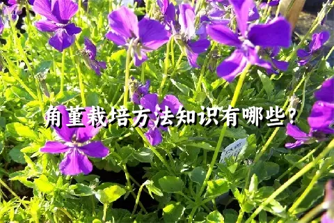 角堇栽培方法知识有哪些？