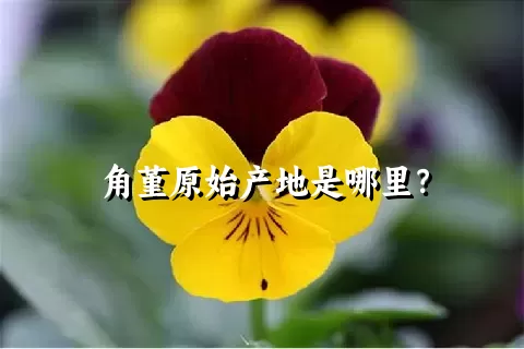 角堇原始产地是哪里？