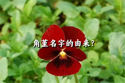 角堇名字的由来？