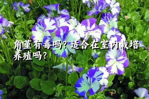 角堇有毒吗？适合在室内栽培养殖吗？