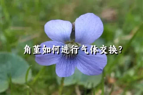 角堇如何进行气体交换？