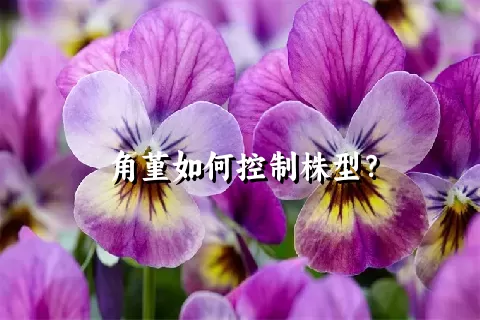 角堇如何控制株型？