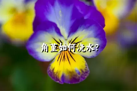 角堇如何浇水？