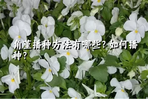 角堇播种方法有哪些？如何播种？