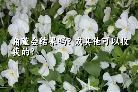 角堇会结果吗？或其他可以收获的？