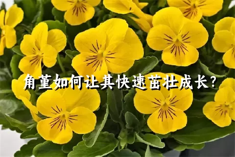 角堇如何让其快速茁壮成长？