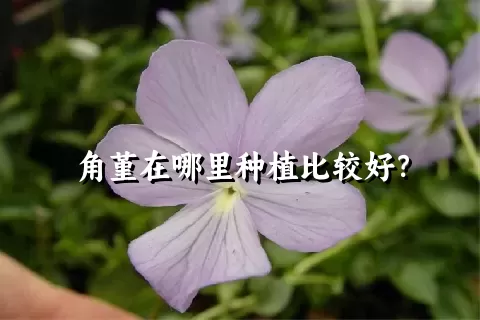 角堇在哪里种植比较好？