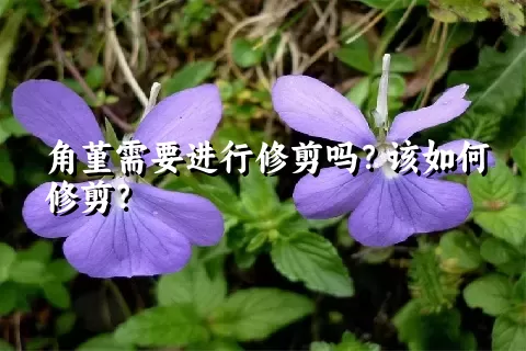 角堇需要进行修剪吗？该如何修剪？