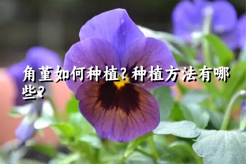 角堇如何种植？种植方法有哪些？