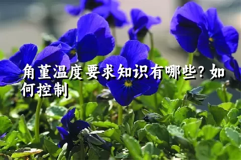 角堇温度要求知识有哪些？如何控制