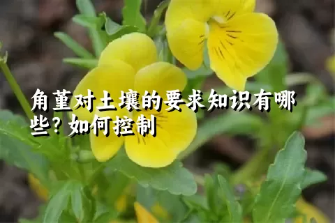 角堇对土壤的要求知识有哪些？如何控制