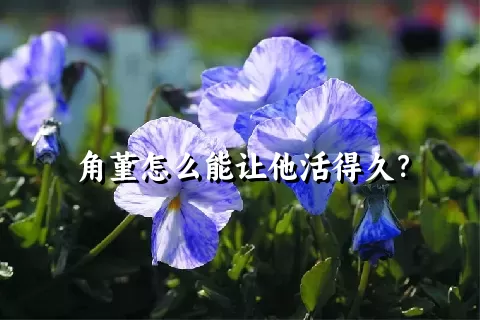 角堇怎么能让他活得久？