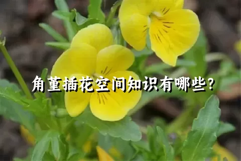 角堇插花空间知识有哪些？