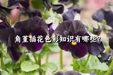 角堇插花色彩知识有哪些？