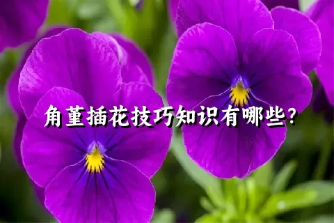 角堇插花技巧知识有哪些？