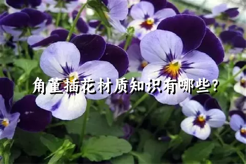 角堇插花材质知识有哪些？