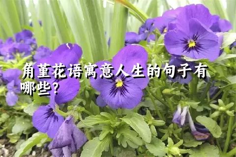 角堇花语寓意人生的句子有哪些？