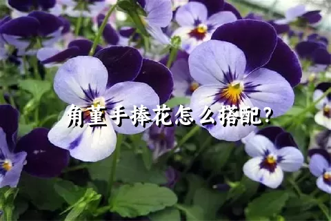 角堇手捧花怎么搭配？