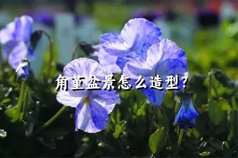 角堇盆景怎么造型？