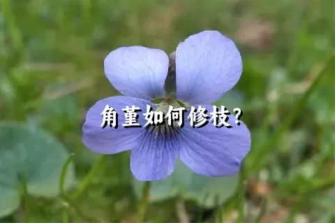 角堇如何修枝？