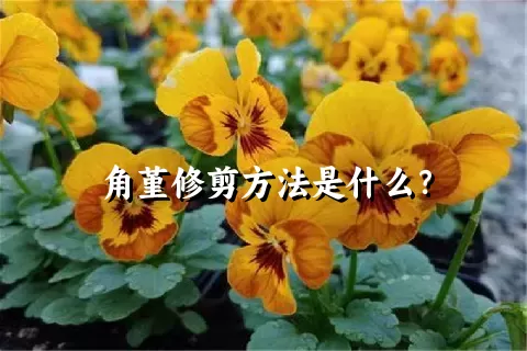 角堇修剪方法是什么？