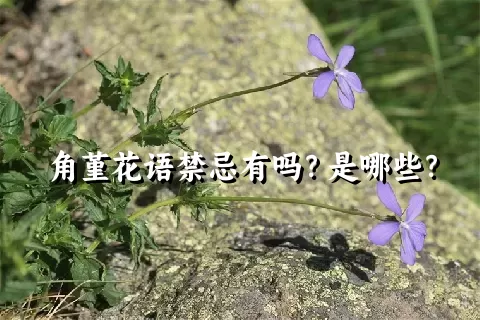 角堇花语禁忌有吗？是哪些？